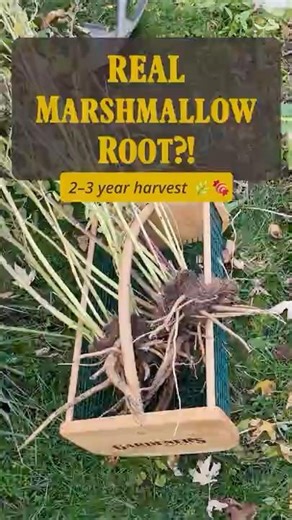 Digging REAL Marshmallow Root After Frost 🌿🍬