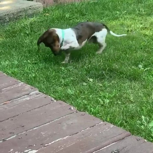 Catchy Do Ba Doo Ba Doo Song for TikTok