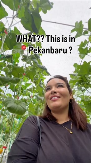 Manal🇲🇦🇫🇷 Rino 🇮🇩 on Instagram: "📍@azfam.greenhouse , 30 minutes from Pekanbaru 🍈 I recommend for a family activity 🥰 #petikbuah #pekanbaru #pkuhits #indonesia #petikmelon"