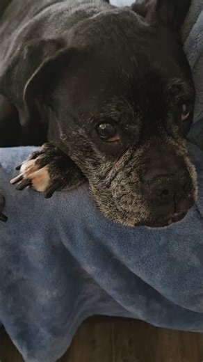 Adorable Little Boxer Dog! 🐶 Black Boxer Puppy Napping Peacefully
