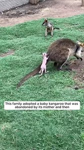 This family adopted a baby kangaroo that was abandoned by its mother and then❤❤ #Amazing #animals #love #fyp #pet | Videos Infantiles TV