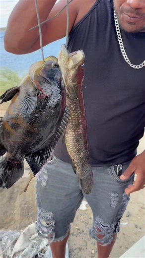 #agro #roça #TikTok