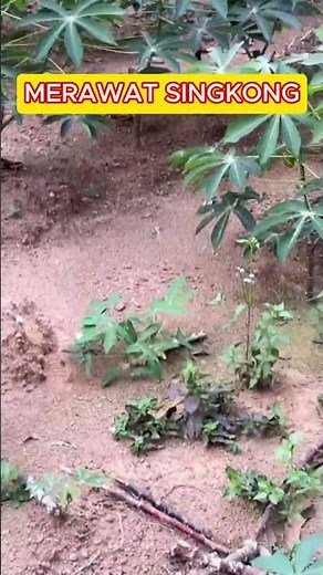 Rahasia Merawat Singkong Supaya Hasil Melimpah 🌱