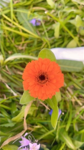 Radhe#Radhe#krishna#🦚🌺life# lessons🥰