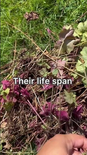 Propagating coral bell, heuchera