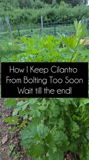 How I keep cilantro from bolting — and what I made with it