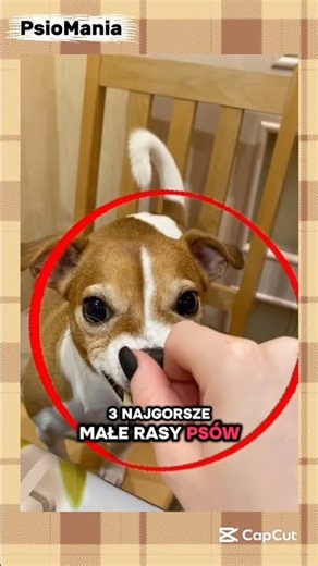 3 Najgorsze Małe Rasy Psów! 😱 #shorts #viral #psy #puppy