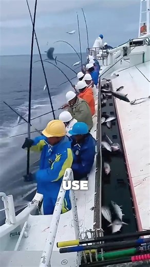 How Japanese Fishermen Outsmart Tuna #SmartFishing #SeaHarvest #TunaCatch #FishingMethod