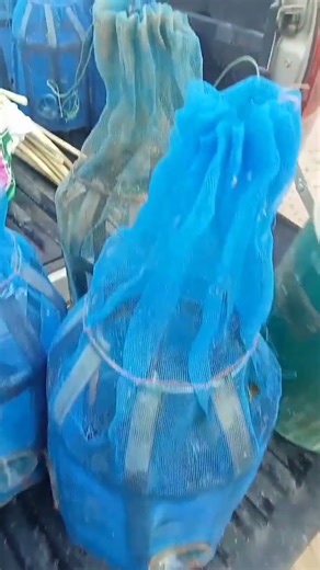 Raising freshwater shrimp in earthen ponds for household consumption. #freshwatershrimp #sufficie...