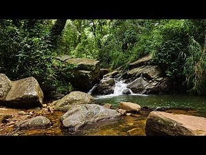🌴 Rainforest | 10 Hours | Relaxing Meditation sounds - Rainforest with animals