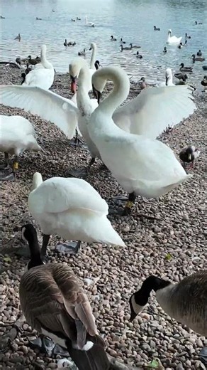 So Many Swans at the Lake 🦢 | Lake Wildlife