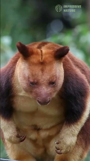 5 Most Stunning Creatures of Papua New Guinea! 🦜🐍