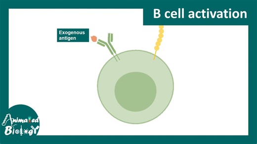 B细胞 - Animated biology With arpan