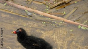 A moorhen bird walking in a lake