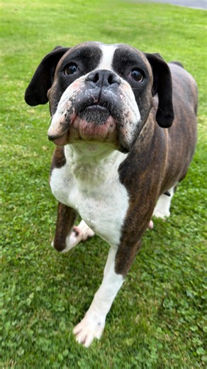 🤷🏻‍♀️We know it can be frustrating when messages go unanswered for a bit, but please know our hands (and hearts) are full, literally. This weekend alone, we took in 11 dogs who needed rescue, care, and love. Every person behind this rescue is a volunteer, not a paid staff member, and we do our best to respond as soon as we can. Our priority will always be the dogs, because that’s where our focus has to be. This post isn’t meant to be snarky, just a peek behind the curtain into what a single we