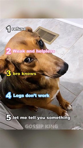 Ranking funniest dog bath reactions #funnyvideo #funny #dog