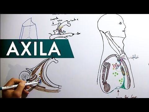 Axila
