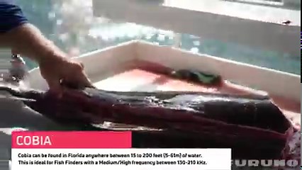 Have you ever filleted a cobia before?🔪 🐟 In today's Making the Cut video, Captain Dylan Brown of Two Conchs Charters showcases the perfect way to fillet a cobia. A fish with a mild buttery flavor, cobia can be cooked in a variety of ways or enjoyed raw as sashimi. Want to learn how to fillet even more varieties of fish? Watch the Making the Cut playlist on Youtube: https://bit.ly/3oXxaWu #furuno #furunomarineelectronics #whenyoureserious #cobia #makingthecut | Furuno Marine Electronics