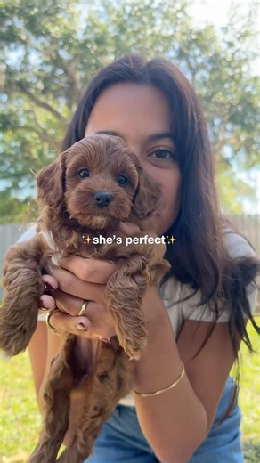 meeting our puppy for the first time!!! #cockapoos #puppyvideos #puppydog #puppylife #newpuppy