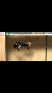 Alien Copper. Mahachai Copper | Lia Thia Hoang Dã - Lê Nhựt Bình