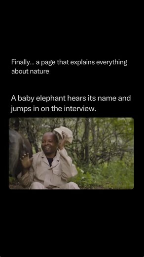 Nature Animals Plants Geography on Instagram: "Follow @explainingthewild for the best nature, animal, planet, and geography content A baby elephant hears its name and jumps in on the interview, a viral moment that perfectly illustrates the profound social intelligence and vocal recognition abilities of these gentle giants. While we often view “naming” as a human-only trait, groundbreaking research has revealed that elephants are one of the few species on Earth—alongside humans, dolphins, and par