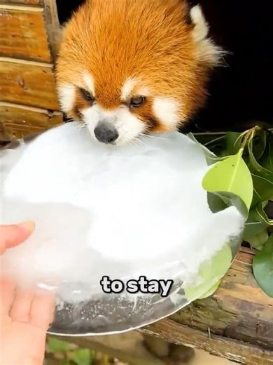 This Simple Ice Trick Keeps Red Pandas Alive