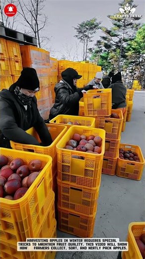 Apple Sorting Process: Maintaining Harvest Quality #farming #satisfying