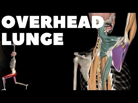 Overhead Lunge I Anatomical analysis & Mistakes to avoid