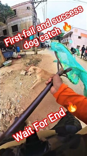 Amazing Street Dog Catching Time #dog #ytviral#streetdogrevival #pets #catch