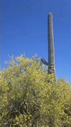 Saguaro National Park #nature #naturelovers #hiking #outdoors #flowers #flower #cactus #desert