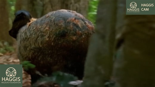 The Fascinating World of Wild Scottish Haggis Animals