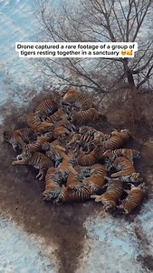 161K views · 21K reactions | Tigers (Panthera tigris) are the largest...