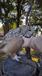 最大種フクロウの鳴き声🦉ﾆｬﾝ