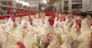 Chicken farm, eggs and poultry production. Gimbal shot, close up low angle view, indoors footage