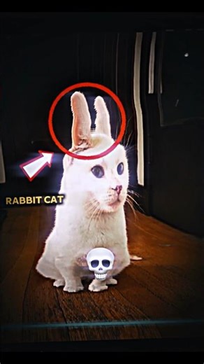 cats time warp scan ☠️💀 #cat #cute #trolledit #funny #trolllife #pets