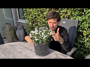 Achillea ptarmica DIADEM