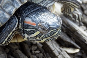 Plan a Kayak Backpacking Trip on Texas' "Devils River"