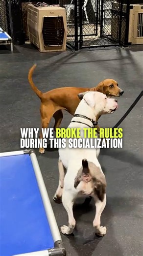 Why break the rules during socialization? Because effective dog training isn’t about rigid formulas, it’s about reading the dog in front of you. On-leash greetings are often discouraged, but context matters. With limited socialization history, awkward or “unstable” energy can simply mean a dog hasn’t learned appropriate social cues yet. In this case with Moxxie, controlled exposure with a loose leash created a safer, lower-stress learning opportunity than introducing unfamiliar equipment like th