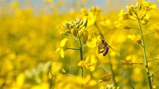 L'agriculture face aux aléas climatiques, entre adaptations et incertitudes | RTS