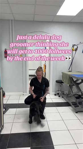 Growing a Pet Business: My Journey to Six Figures
