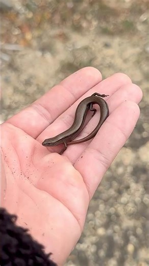 November Ground Skink!🦎 #lizards #reptiles #herping #nature #wildlife #conservation #shorts