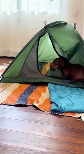 Dachshund Camping Fails!