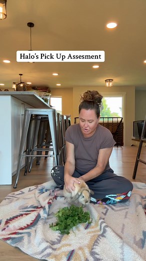 59K views · 706 reactions | The 10 Pick-Up TestI sit on a blanket with some food for the rabbit—lettuce, cilantro, parsley, whatever they like—and pick them up 10 times in a row. • If the bunny leaves the blanket, that’s their final number. • If the bunny refuses to be picked up, that’s their final number.Simple, quick, and it tells me exactly where that rabbit is at with handling.What’s your bunny’s number? | Rabbit Pals | Facebook