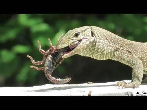 INSANE: Land Monitor Lizard Eats Scorpion - V. bengalensis eats Srilankametrus yaleensis
