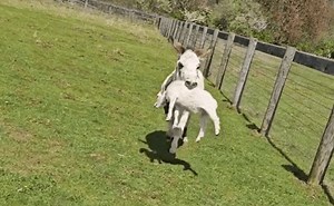 “Put The Goat Down!” – Miniature Donkey Clamps Down On Helpless Goat | Whiskey Riff