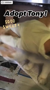 1.3K views · 94 reactions | Meet Tony!  #A2170452 This AMAZINGLY...