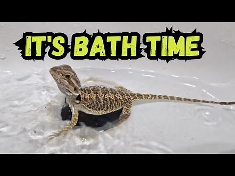 How To Bath Your Bearded Dragon Properly