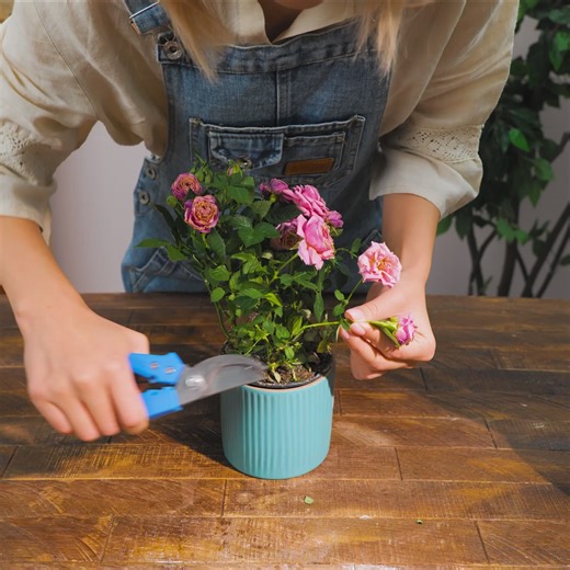 3.1M views · 27K reactions | Master the Art of Plant Care With These Pro-Level Growing Tips | Green Bean | Facebook