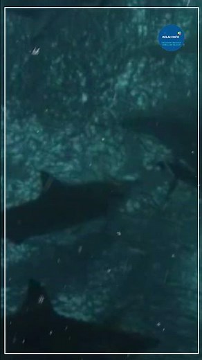The Copper Shark #shorts #sharks #animals #predator