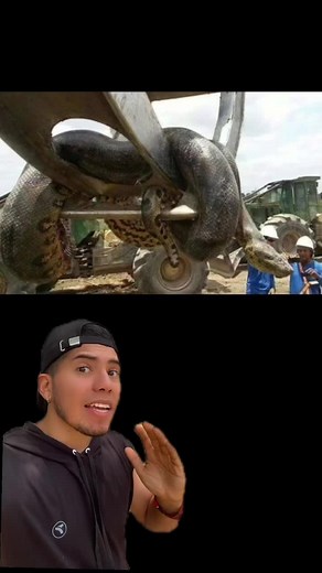 Descubren nueva especie de anaconda gigante: Eunectes akayima